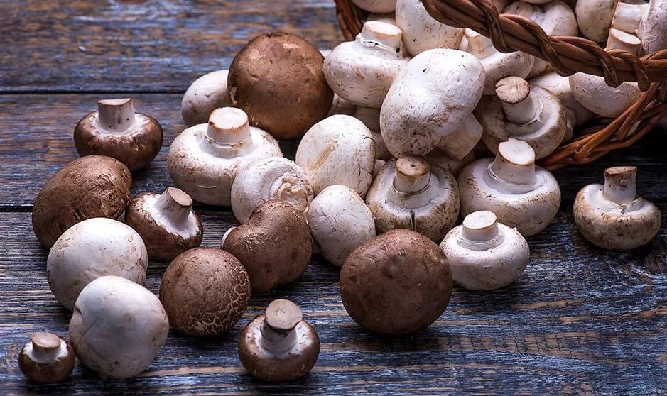 польза грибов шампиньонов