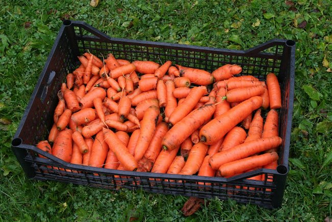Уборка моркови по лунному календарю в 2018 году