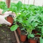Как вырастить рассаду капусты из семян рассадой