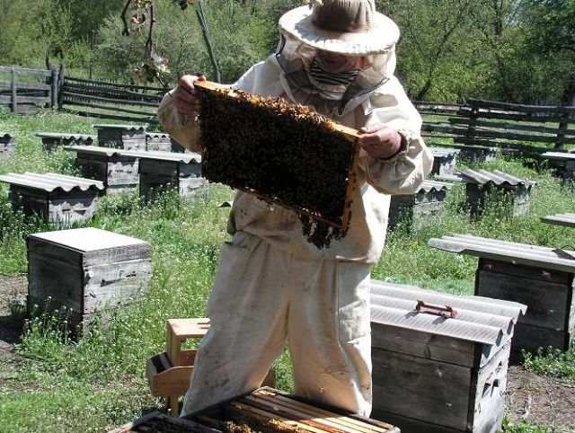 Как правильно закармливать пчел к зиме