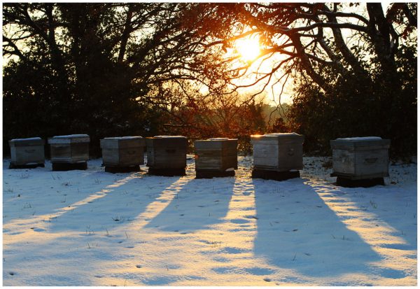 keeping your hives safe when wintering bees