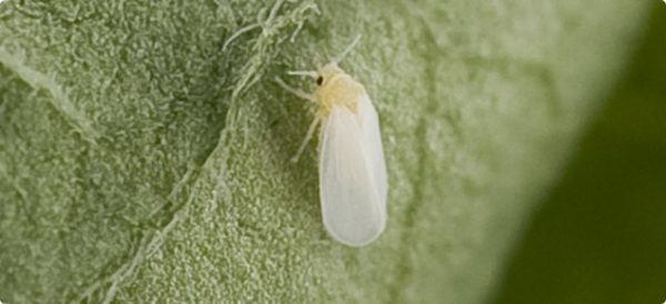 Whitefly on a leaf