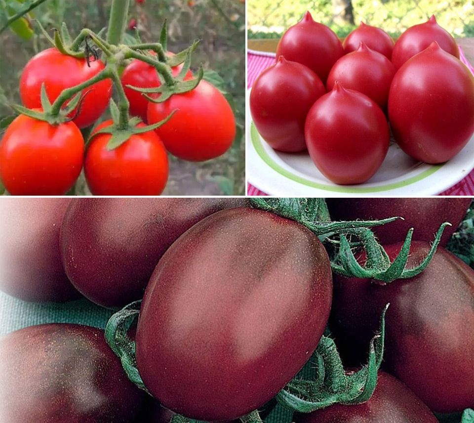 Разнообразные томаты Де барао