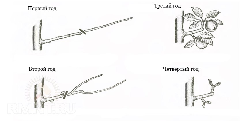 Обрезка колоновидной яблони осенью для начинающих в картинках пошагово