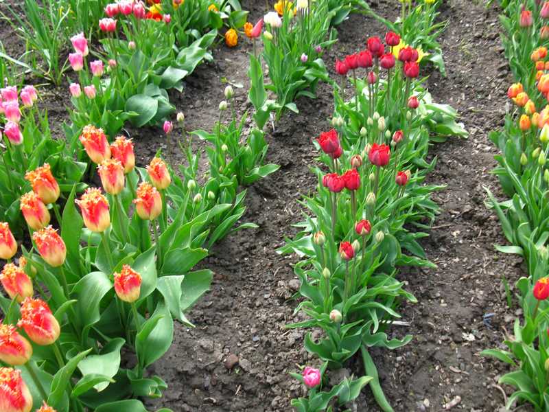 Будут ли цвести тюльпаны посаженные весной. Тюльпан Freeman (луковица). Луковица тюльпана. Тюльпаны на грядке. Клумба с тюльпанами.