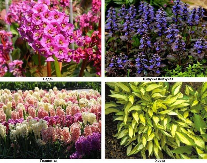 Цветы садовые многолетники с названиями каталог фотографиями