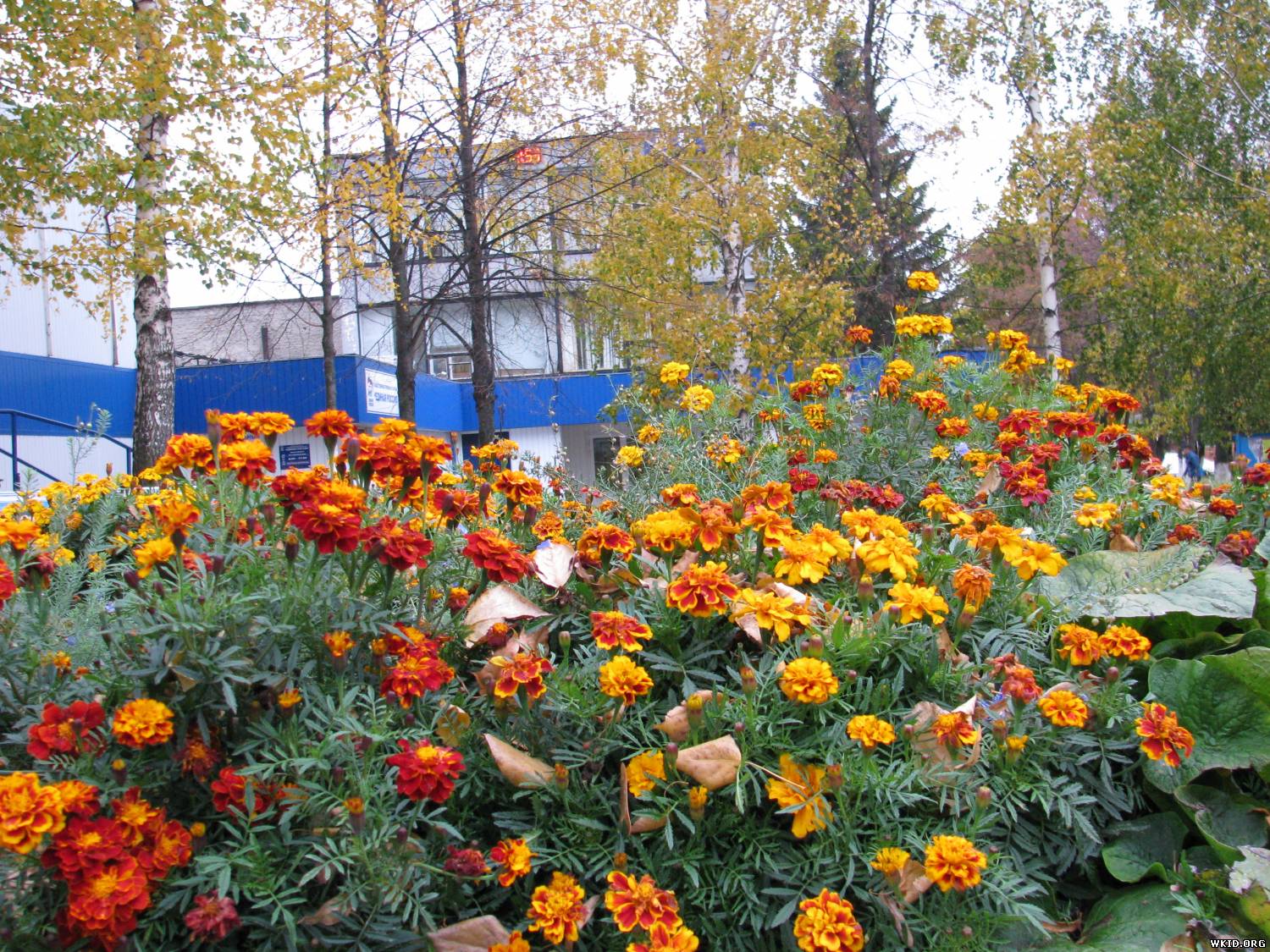 цветы на клумбе осенью фото и названия