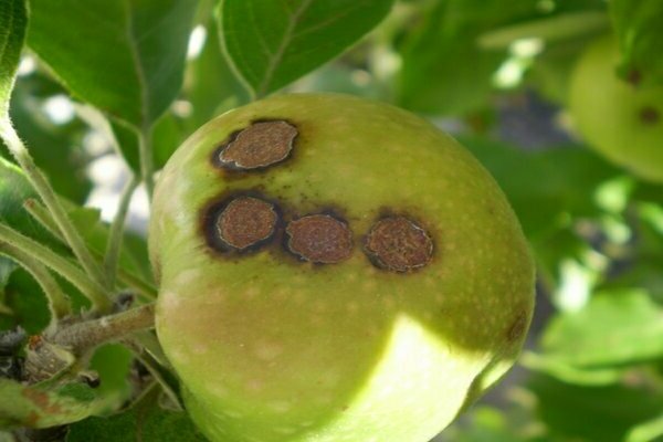 Как выглядит парша на яблоне