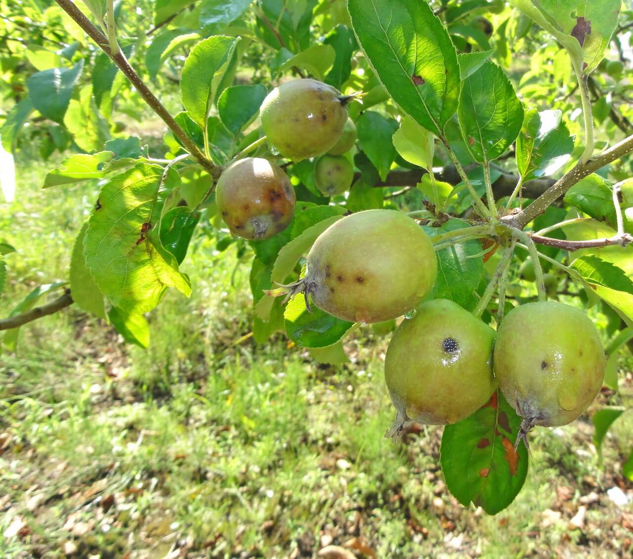 Обработка яблонь от парши. Парши яблони, парши груши. Парша яблони и груши. Парша Яблоневая (Venturia inaequalis). Парша на яблоне.