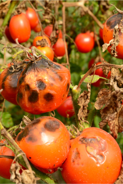 prune tomato plants - avoid blight