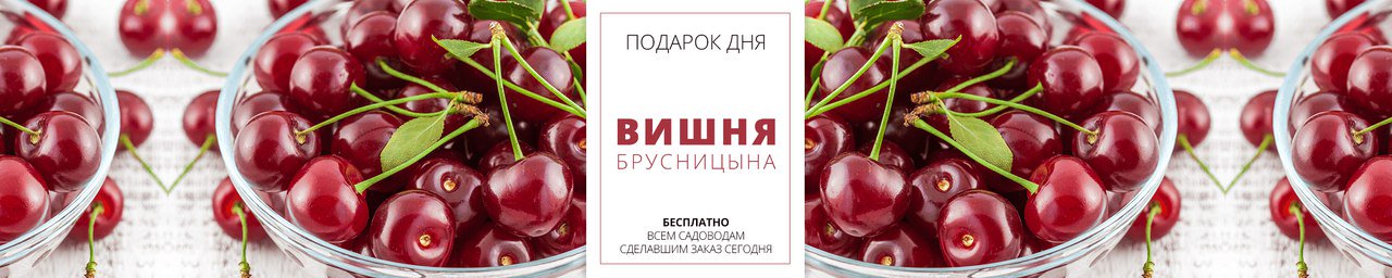 Вишня брусницына. Кустовая вишня Брусницына. Вишня Бирюсинка. Вишня Брусницына описание.