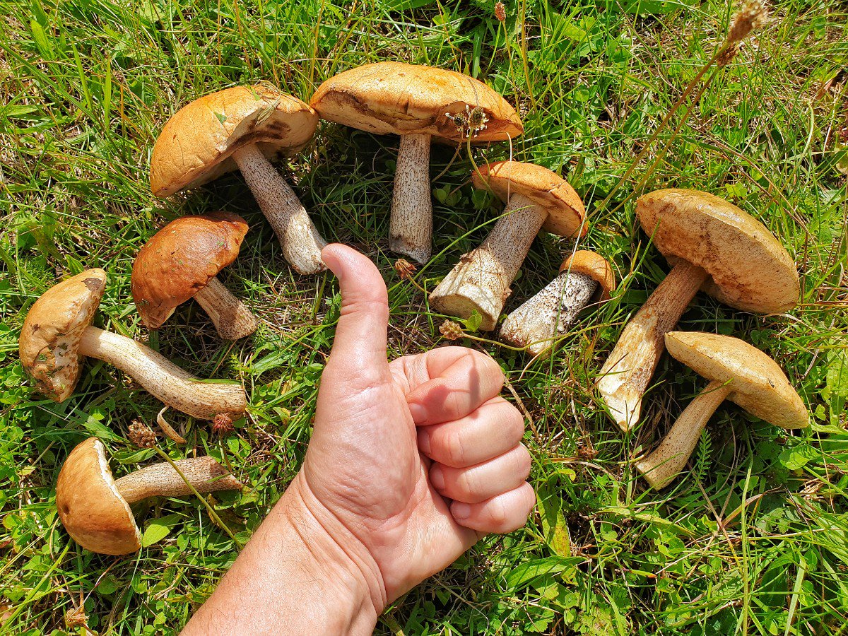 К чему снятся грибы. Приснились грибы к чему. К чему снятся грибы в лесу. Грибы во сне к чему снится. Не ешь грибы.