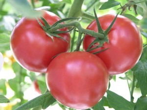 Tomato varieties that produce medium size fruit are generally easier to grow in the south than extra large 