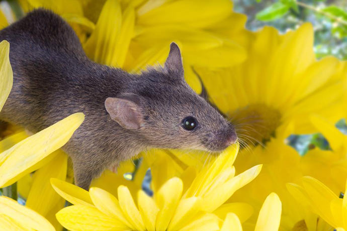 Каких растений боятся мыши