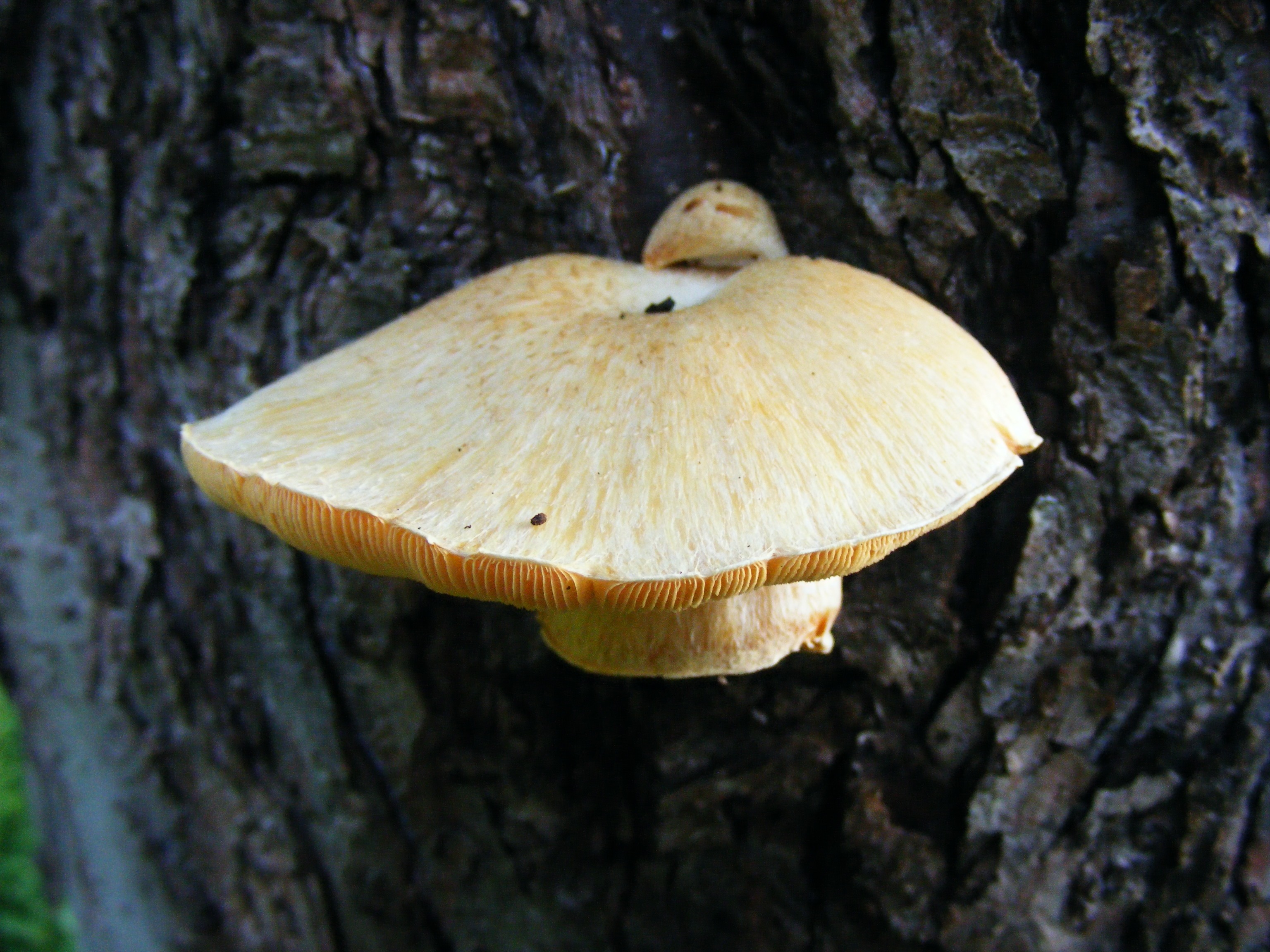 Пластинчатый гриб на дереве