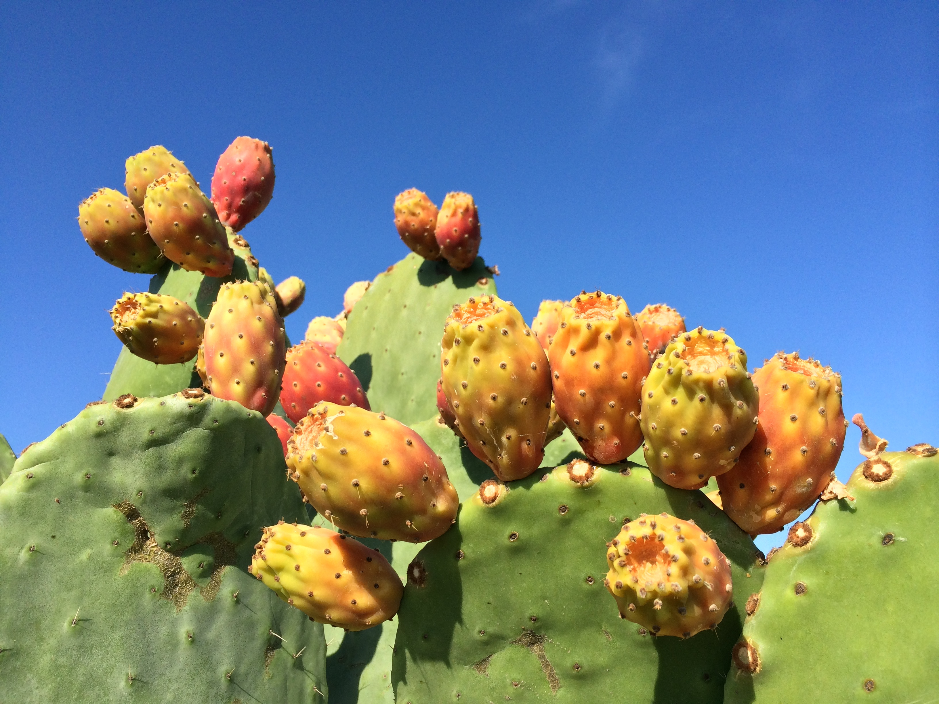 Опунция фрукт. Опунция (Opuntia). Кактус опунция Тунис. Плоды кактуса опунция. Кактус опунция микс.