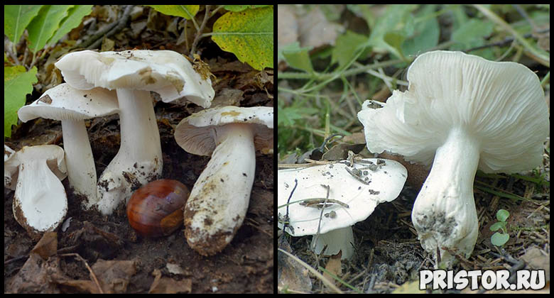 Съедобные грибы рядовки - фото и описание, как выглядят рядовки 4