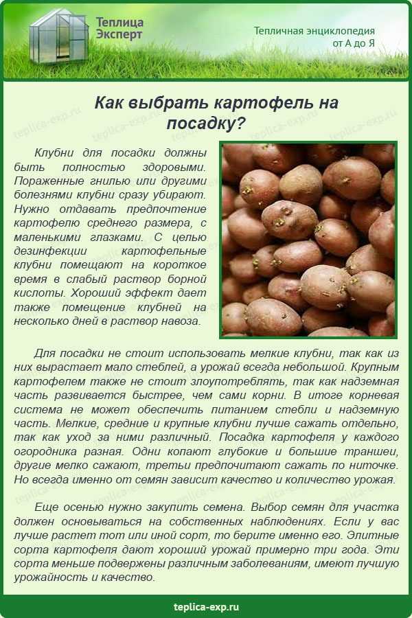 Определить урожайность картофеля. Посадка картофеля. Посадка семенного картофеля. Размер клубней картофеля для посадки. Как выбрать картошку для посадки.