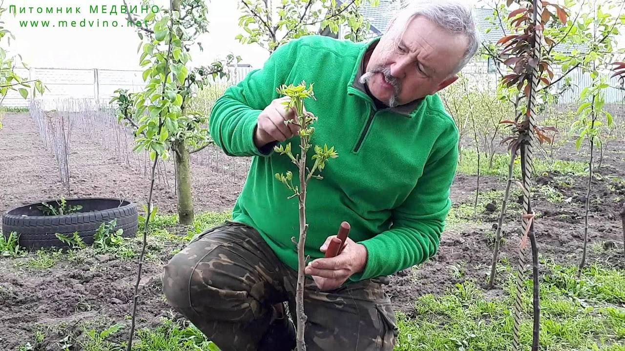 Обрезка фундука осенью для начинающих в картинках пошагово с фото
