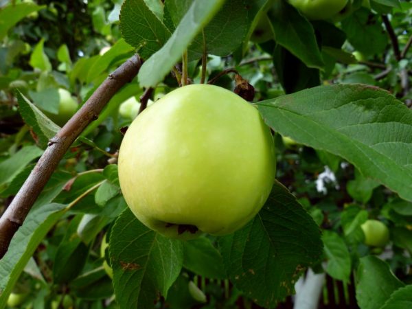 Вкус яблок напоминает грушу