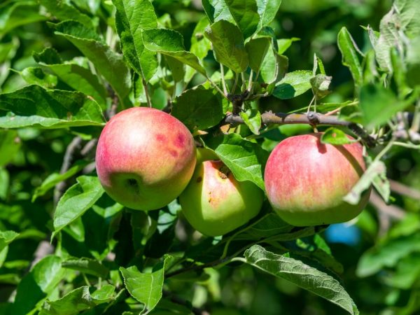 Поздние сорта яблонь — подробный обзор