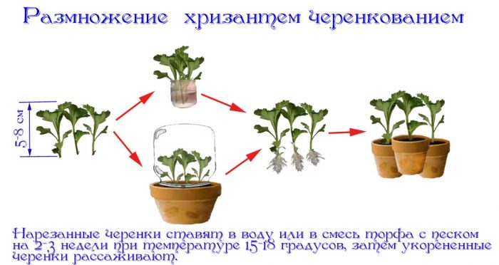 Размножение черенками