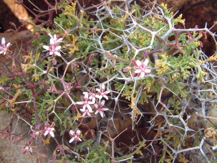Пеларгония пушистолистная (Pelargonium crithmifolium)
