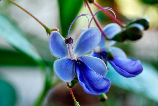 цветок клеродендрум угандийский
