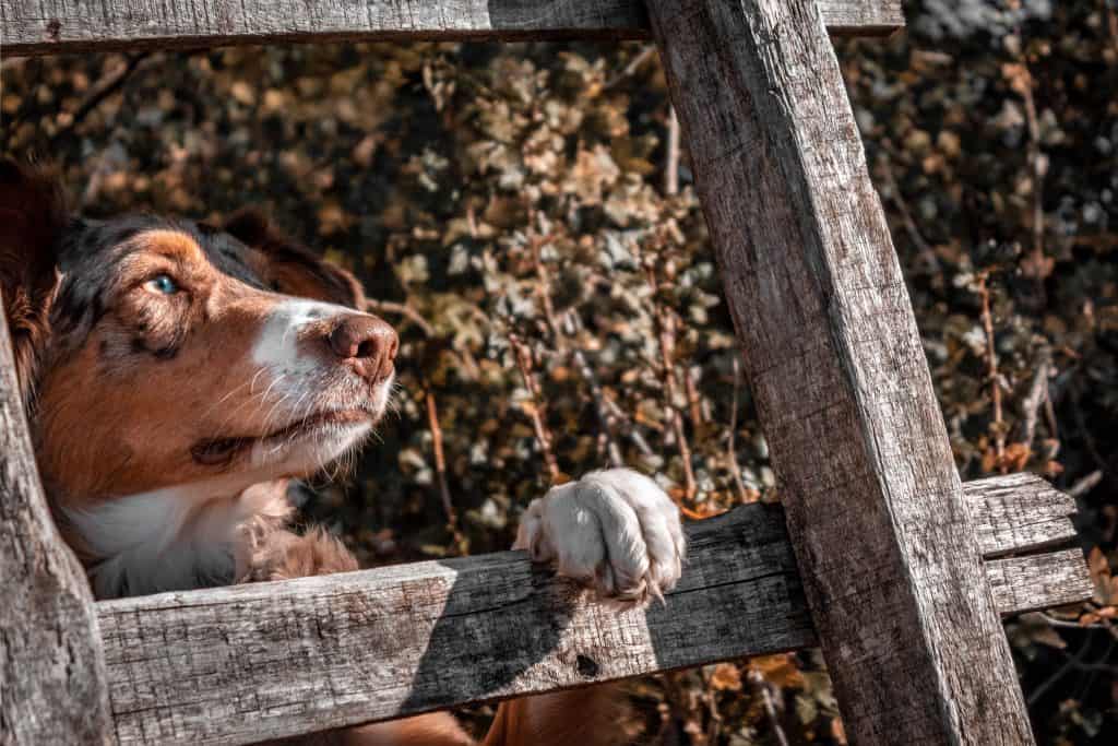 A dog sits with his paws on a pallet wood fence