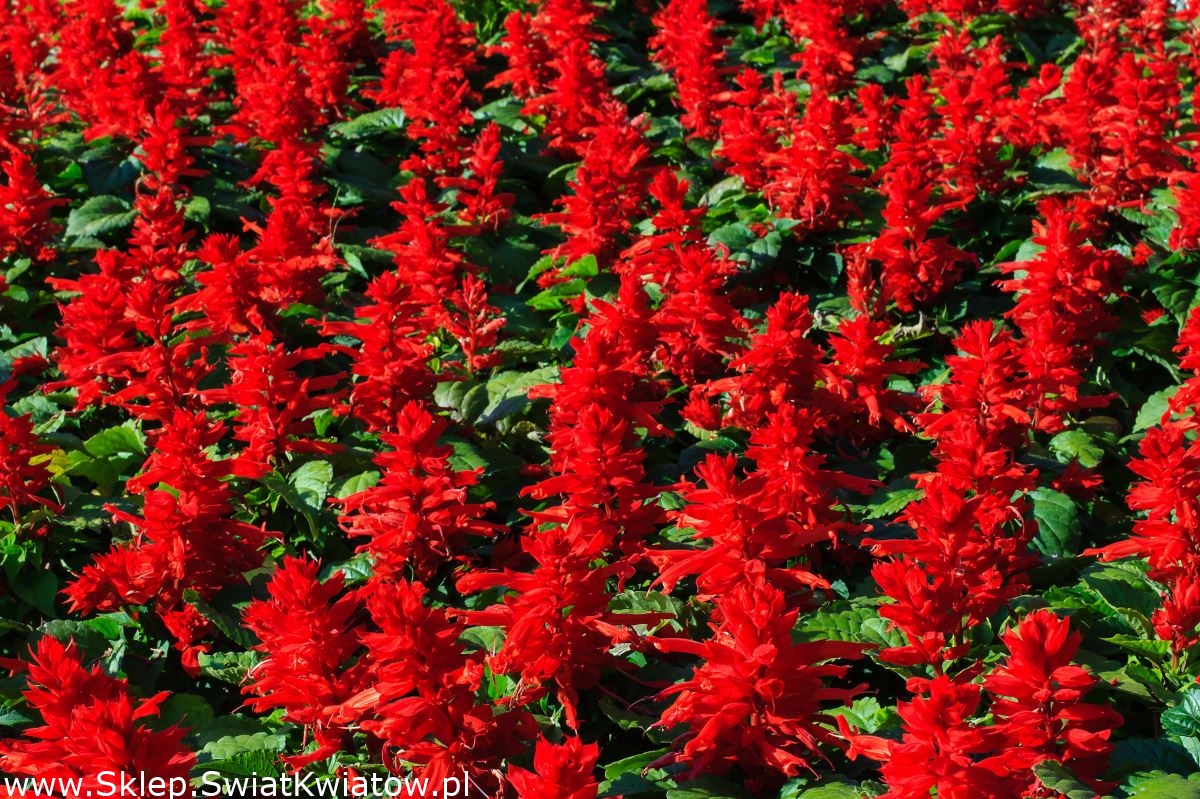 Красный шалфей: Salvia miltiorrhiza (красный шалфей) [LifeBio.wiki]