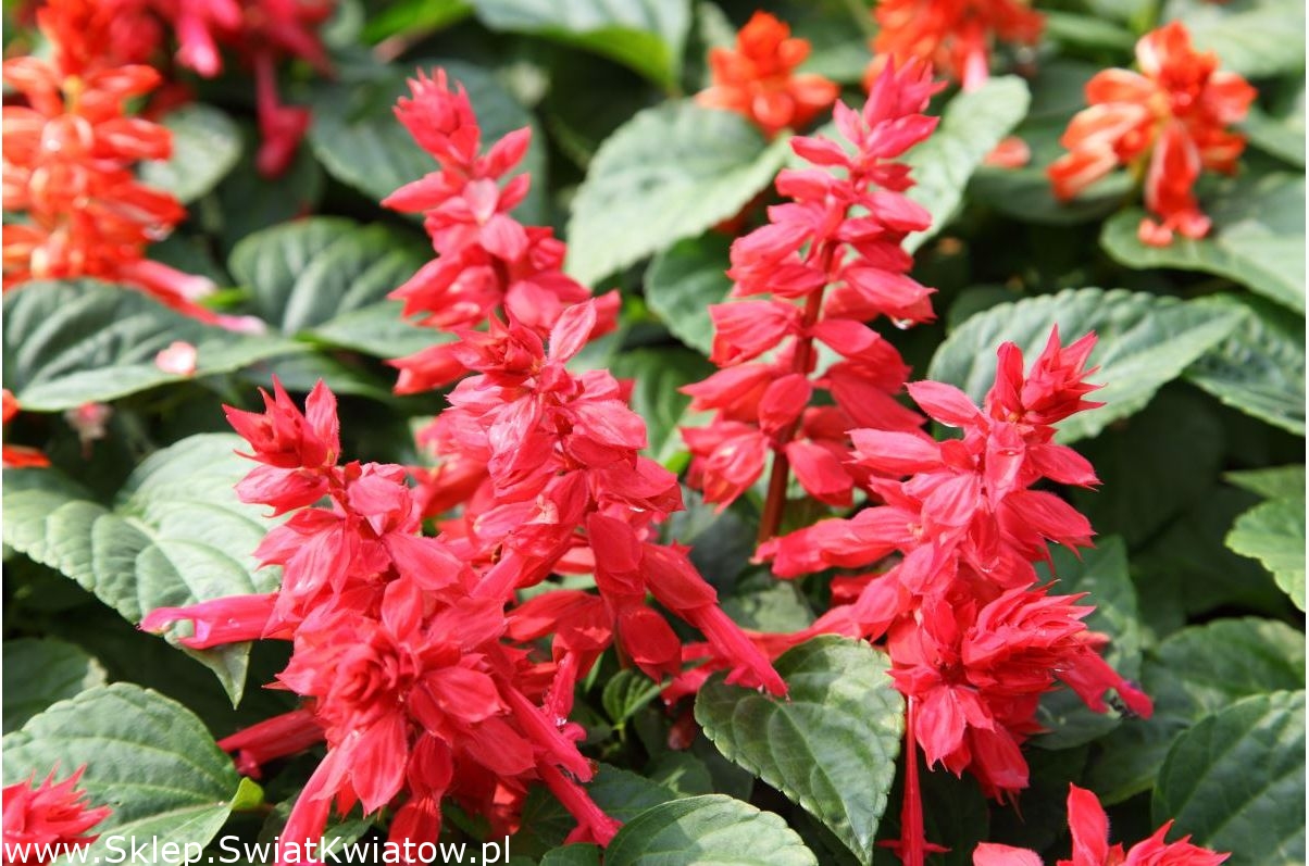 Красный шалфей: Salvia miltiorrhiza (красный шалфей) [LifeBio.wiki]