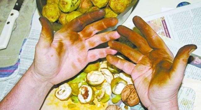 Руки после чистки зеленых орехов