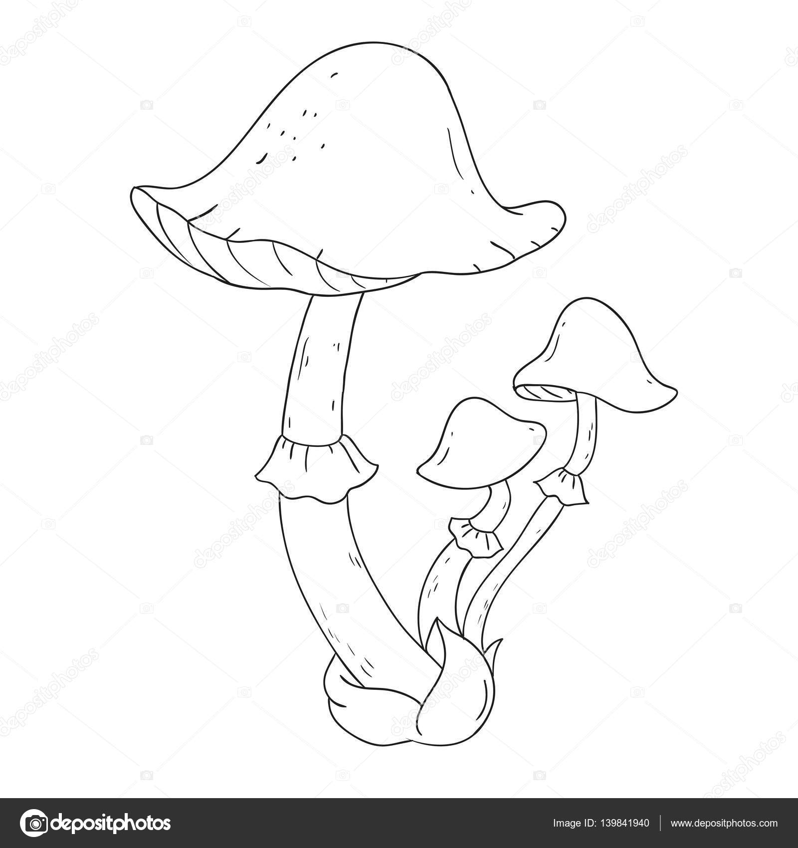 Бледная поганка гриб нарисовать
