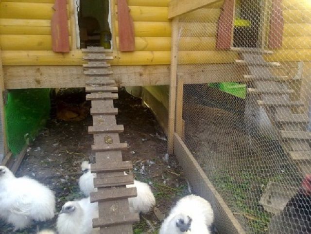 Лестница-мостки для кур