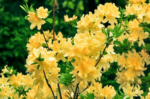 Сорт рододендрона Нарциссифлора обладает цветками лимонного оттенка