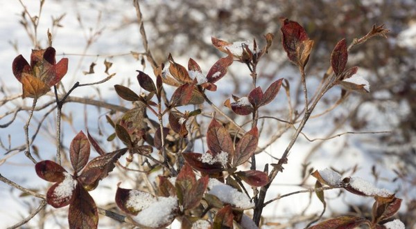 Листопадный рододендрон сбрасывает листья на зиму