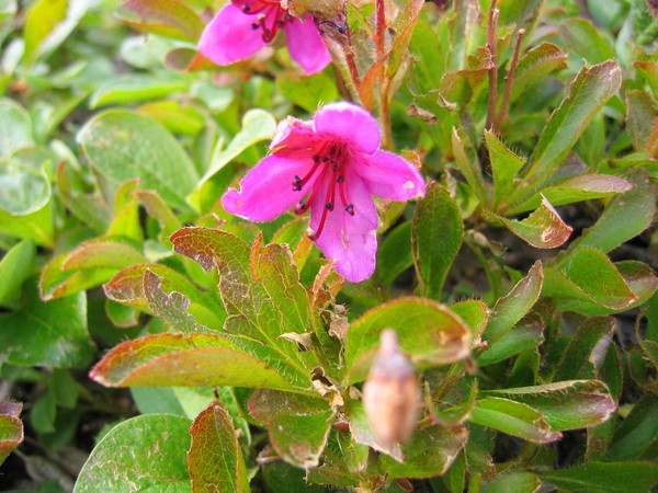 Камчатский рододендрон - растение невысокое, относящееся к стелющимся. Его можно успешно использовать на альпийских горках