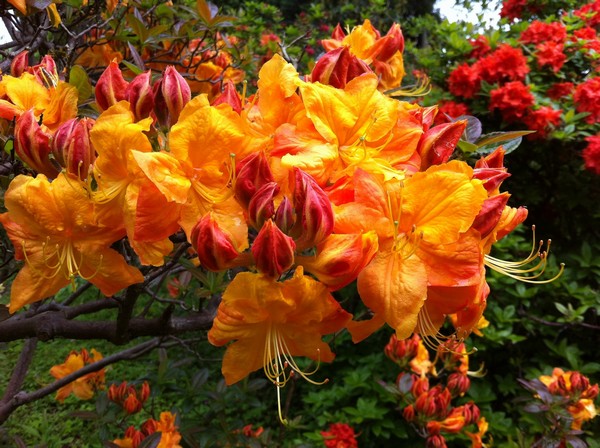 Рододендрон Клондайк имеет привлекательные огненно-рыжие цветы