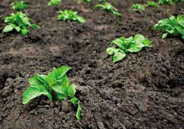 Сроки посадки картофеля можно смело сдвигать, ориентируясь на погоду