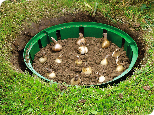 Чтобы луковицы было проще и сажать, и доставать, в яму можно положить пластиковую ёмкость