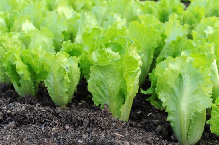 Особенности выращивания салата заключаются в обеспечении подходящего ему температурного режима