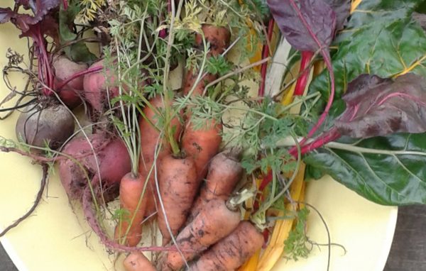 how-to-store-carrots-and-beets-in-the-winter-at-home1