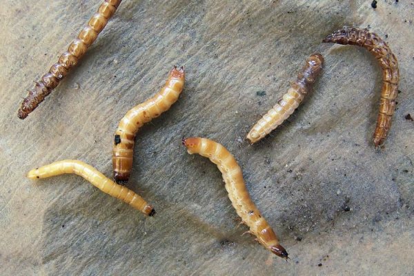 Coleoptera_larvae_provolochnik