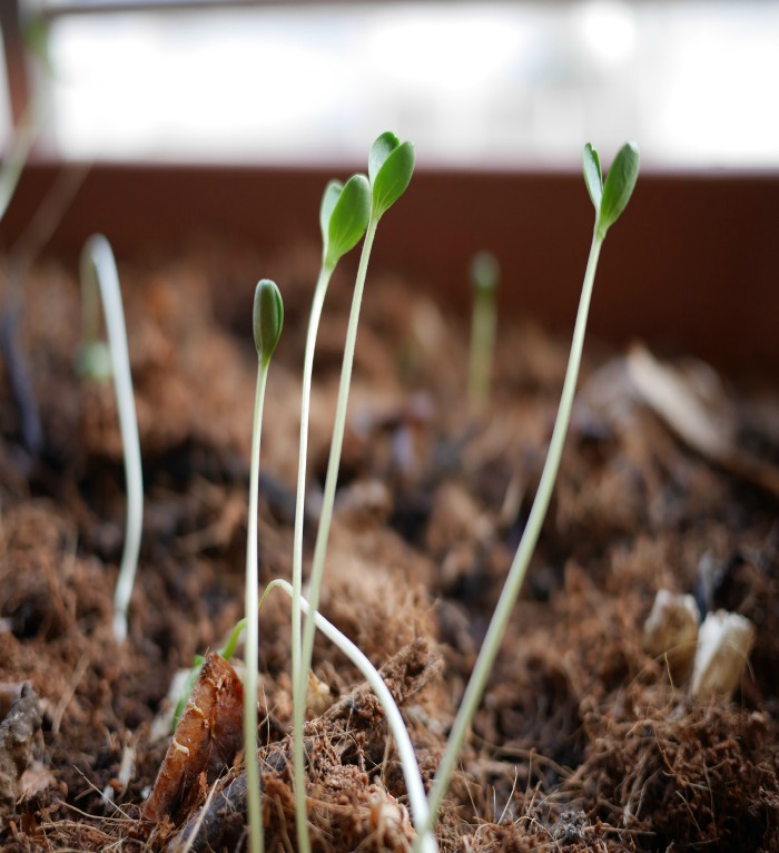 Spindly seedlings need more light