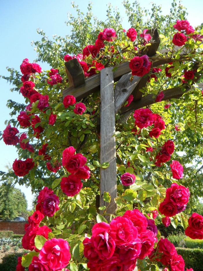 climbing roses on an arbor
