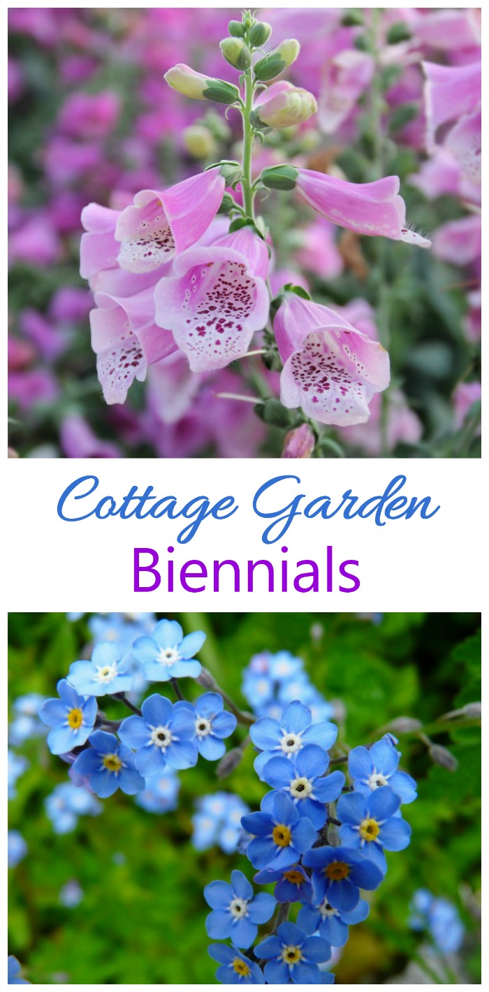 Biennials only last two years in a cottage garden but are rampant self seeders. Try foxglove and forget me not