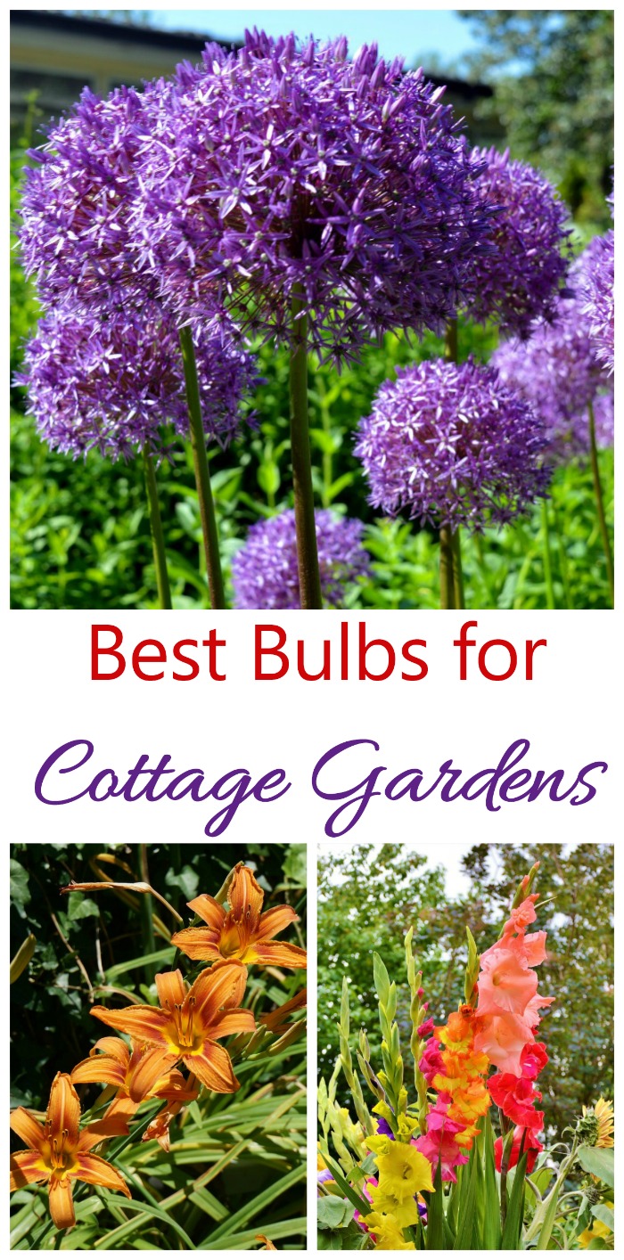 Plant flowering bulbs in a cottage garden wisely for season long color. Allium, daylilies and gladiolus are great choices