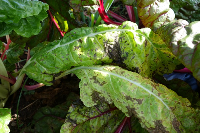 Black spot fungus on Swiss chard is one of the common vegetable garden problems