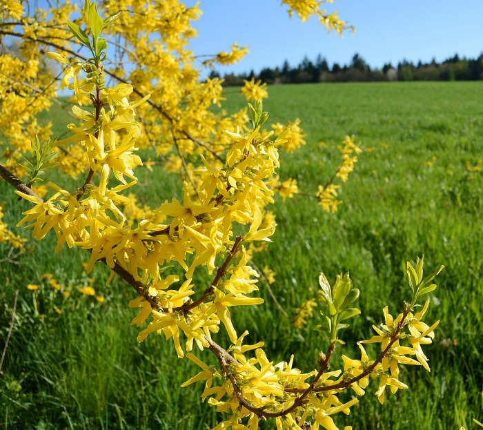 Plant forsythia in early spring or mid fall depending on your zone