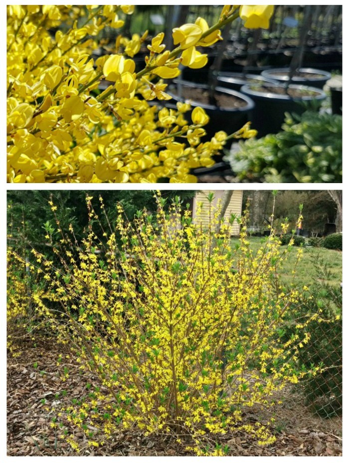 Find out when to plant forsythia perennials